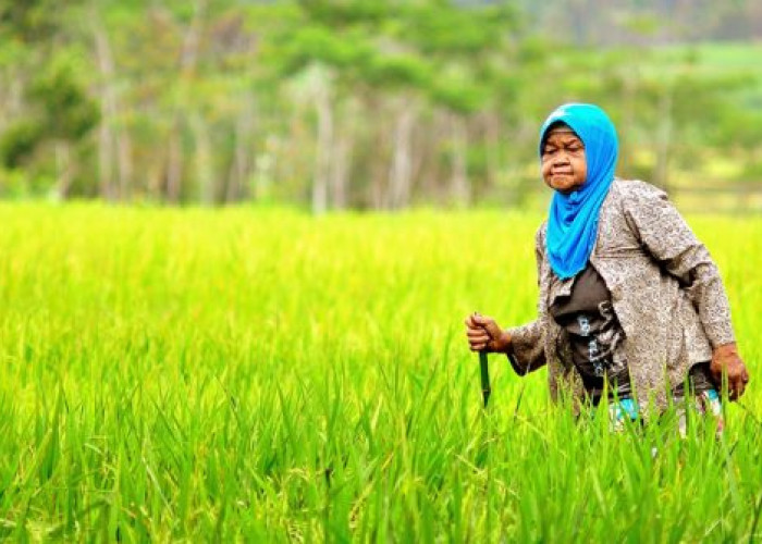 Produksi Unggulan Padi Capai 924,17 Ton