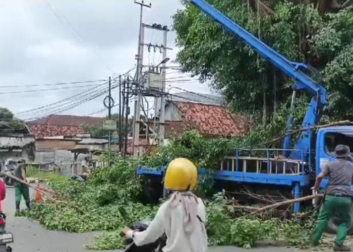 Intensitas Hujan Tinggi, Dinas LH Kota Metro Antisipasi Pohon Tumbang