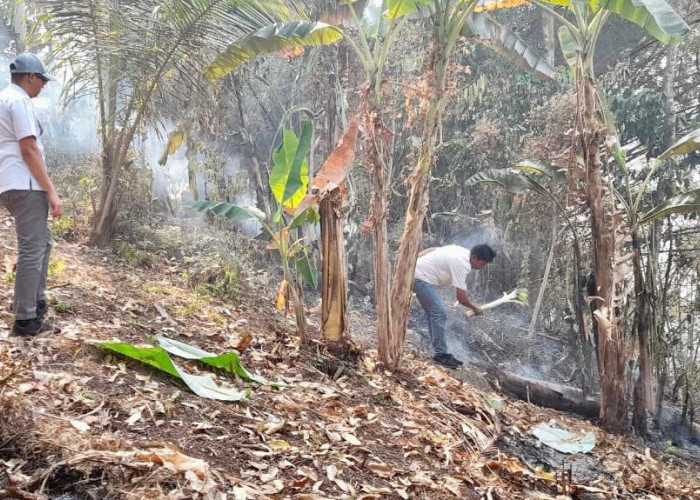 Si Jago Merah Lahap Perkebunan Warga 