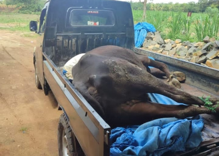 Ratusan Sapi di Lampung Timur Terjangkit PMK