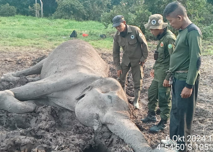 Seekor Gajah Ditemukan Mati Di Kawasan TNWK Lampung Timur