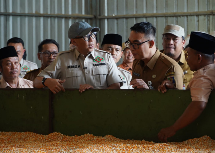 Harga Jagung Stabil, Gubernur Mirza Genjot Produktivitas dan Hilirisasi Petani