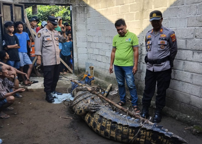 Buaya Muara Sepanjang 4,5 Meter di Way Semaka Berhasil Ditangkap