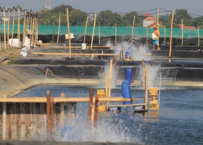 Ratusan Hektar Tambak di Lamsel  Dilanda Kekeringan