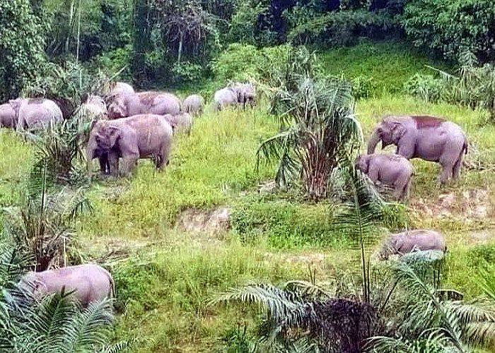 Belasan Gajah Liar Rusak Tanaman Warga di Ngambur, Warga Diimbau Jangan Panik