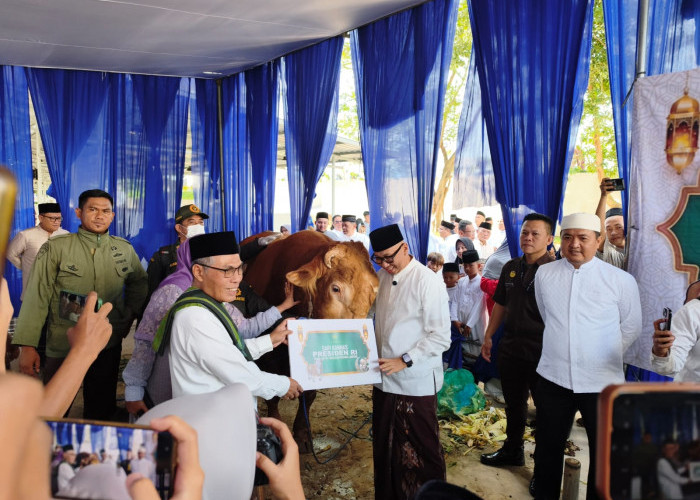 Presiden Prabowo Serahkan Sapi Kurban Jumbo 1,1 Ton untuk Pemprov Lampung