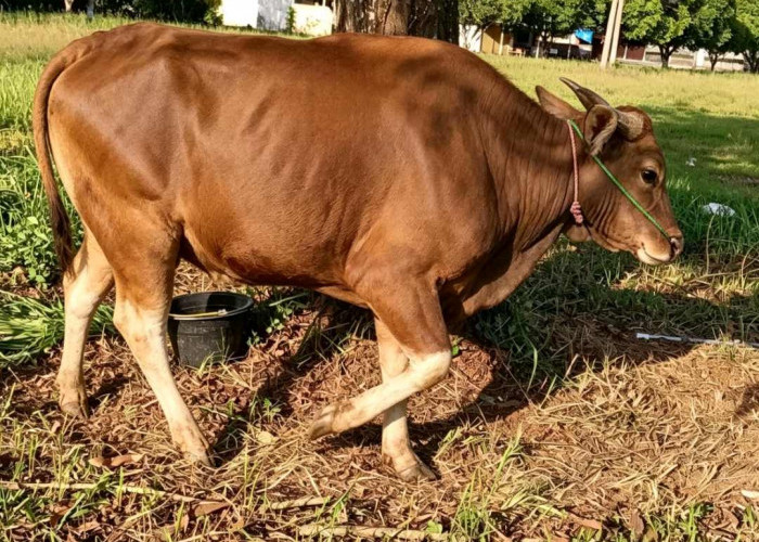 Pererat Sinergi dengan Insan Pers, Pemkab Lampung Timur Serahkan Sapi Kurban ke PWSI