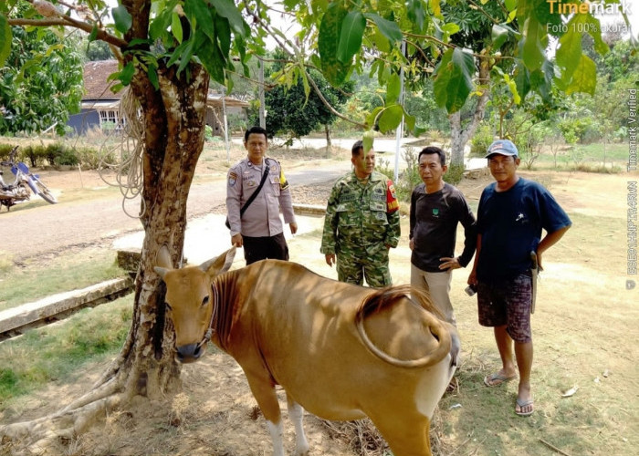 Heboh, Seekor Sapi Betina Tak Bertuan di Kebun Sawit Desa Bandar Putih, Polisi Imbau Pemilik Segera Melapor