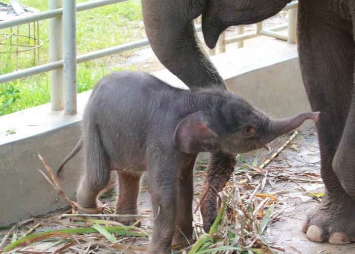 Setelah Harimau, Kini Bayi Gajah Sumatera Lahir di Lembah Hijau Lampung