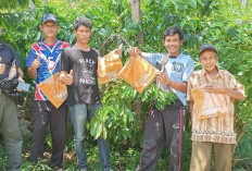 Dari Lampung untuk Indonesia: Jamboree Petani Kopi Bangkitkan Harapan Baru Menuju Produktivitas 3 Ton per Ha