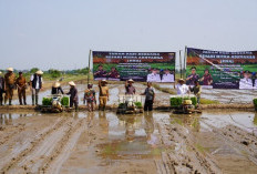 Kajati Lampung Hadiri Tanam Padi Bersama Petani Mitra Adhyaksa Kota Metro