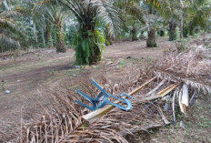 Informasi Bocor Saat Babinsa 412-08/ABT Cek Lokasi Gelanggang Judi Sabung Ayam di Desa Surakarta