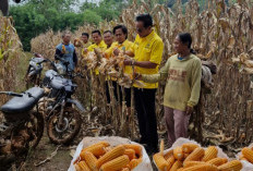 Ketua DPD Partai Golkar Way Kanan Hadiri Panen Raya Jagung di Kecamatan Baradatu