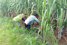 Langkah Awal Swasembada Gula Nasional, Lampura Targetkan Mei 2026 Panen Tebu 2.700 Ha 