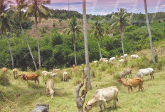 Produksi Peternakan Lampung Tembus 428 Ribu Ton, Naik 5,85 Persen pada 2025