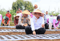 Lampung Barat Disiapkan Jadi Sentra Bawang Putih, Parosil Mabsus: Butuh Upaya Serius