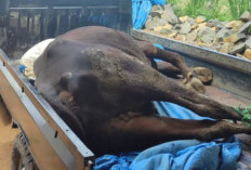 Wabah PMK, Peternak Sapi di Lamtim Merugi, Sapi Mati Hingga Terpaksa Jual Murah Sapi Sakit