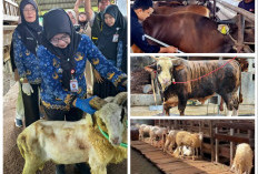 Pemotongan Hewan Kurban di Lampung Meningkat, Sapi Tembus Hampir 25 Ribu Ekor