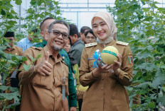 Wagub Lampung Jihan Nurlela Panen Melon Smart Greenhouse di Natar