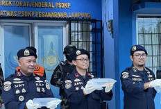 KKP Gagalkan Penyelundupan 31 Ribu Benih Lobster di Lampung, Selamatkan Kerugian Rp4,6 Miliar