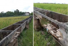 Saluran 'Gaib' Rawa Jitu: Rp97 Miliar APBN Terkuras, Petani Mesuji Hanya dapat Debu!
