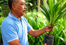 PHC Dongkrak Produktivitas Sawit di Lampung Timur, Hasil Panen Naik hingga 60 Kilogram per Tandan