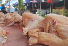 Harga Daging Ayam di Kota Metro Meroket hingga Rp44 Ribu, Lampaui HET Bapanas