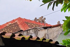 Mencari Makan, Belasan Monyet Turun ke Permukiman Warga di Pahoman