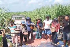 Bantuan Perluasan Lahan Tebu Bikin Petani Lampung Utara Lepas Ketergantungan Singkong