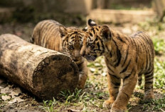 Keajaiban di Lembah Hijau, Dua Bayi Harimau Lahir dari Induk Korban Jerat
