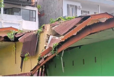 Pohon Berdiameter 120 Cm Tumbang, Dua Ruangan SDN 1 Pecoh Raya Rusak