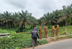 PT.KAP Terbukti Tanam Sawit di Bawah 10 Meter dari Sungai, Disbunnak Segera Lapor ke Bupati