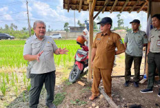 Kekeringan Sawah di Kurungan Nyawa, Sita Perhatian Kementan RI