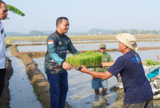 Bupati Riyanto Tanam Padi Perdana Corporate Farming 