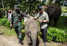 Presiden Prabowo Akan Gelontorkan Rp839 Miliar untuk Way Kambas, Ini Kata Gubernur Mirza