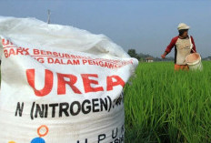 Pupuk Bersubsidi di Lampura Dipastikan Aman dan Sesuai HET