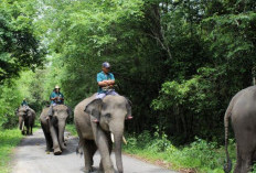 Pihak TNWK Gercep Obati Anak Terpental Akibat Hempasan Belalai Gajah