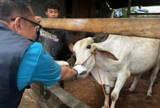 Lampung Kerahkan 1.229 Petugas Awasi Hewan Kurban Idul Adha 2026