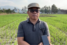 Atasi Kekeringan 1,5 Hektar Sawah di Kurungan Nyawa, Dinas TPH Usulkan Bangun DAM Parit