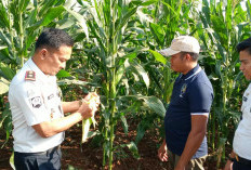 Jelang Panen Raya, Jagung Rutan Sukadana Bertahan di Tengah Kemarau