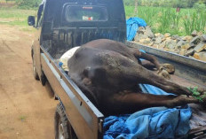 Ratusan Sapi di Lampung Timur Terjangkit PMK