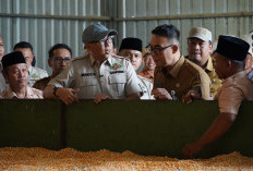 Harga Jagung Stabil, Gubernur Mirza Genjot Produktivitas dan Hilirisasi Petani