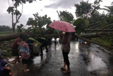 Angin Kencang, Pohon Tumbang Tutup Jalan dan Rumah Rusak di Abung Timur 