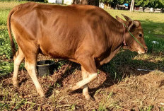Pererat Sinergi dengan Insan Pers, Pemkab Lampung Timur Serahkan Sapi Kurban ke PWSI