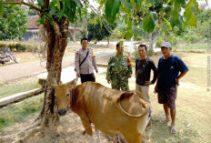Heboh, Seekor Sapi Betina Tak Bertuan di Kebun Sawit Desa Bandar Putih, Polisi Imbau Pemilik Segera Melapor