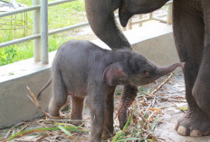 Setelah Harimau, Kini Bayi Gajah Sumatera Lahir di Lembah Hijau Lampung