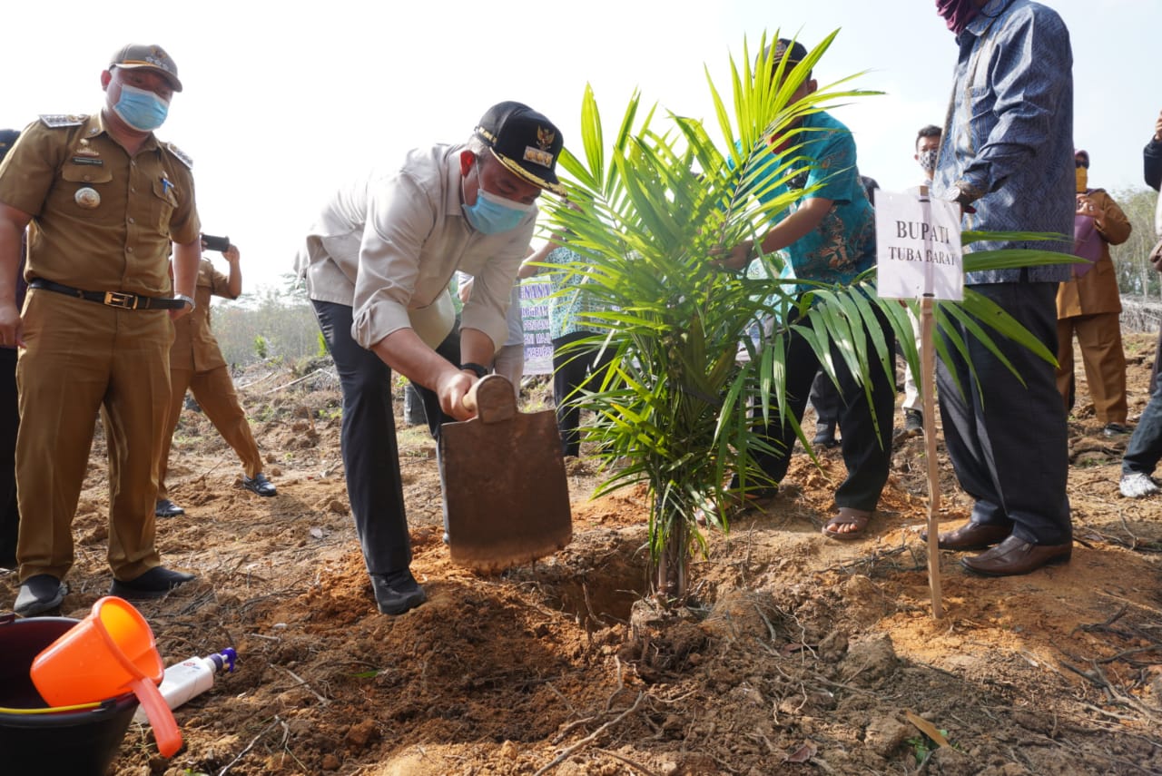 Program PKSP Bupati Umar Ahmad Tanam Perdana Bibit Kelapa Sawit