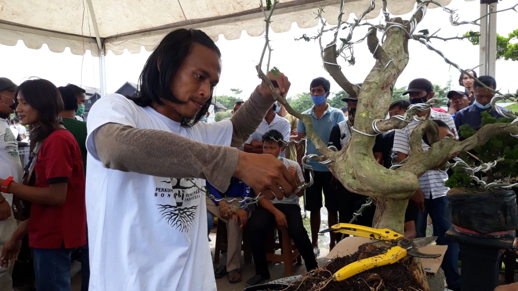 Juri Nasional PPBI Apresiasi Kesuksesan Pepung Bonsai Tubaba