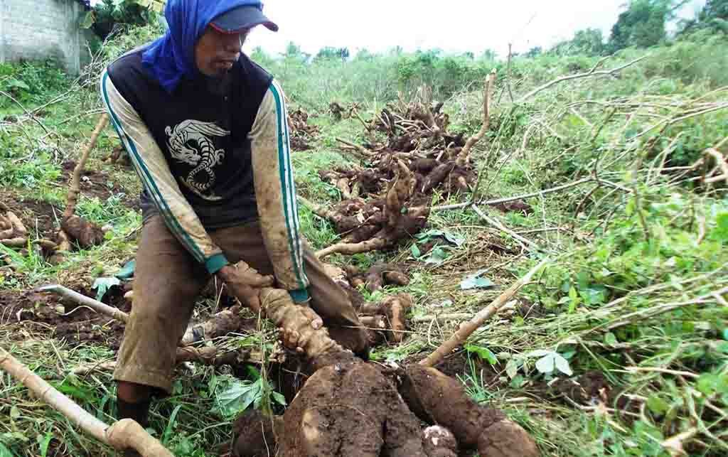 Harga Singkong Anjlok, Pemerintah Cuek