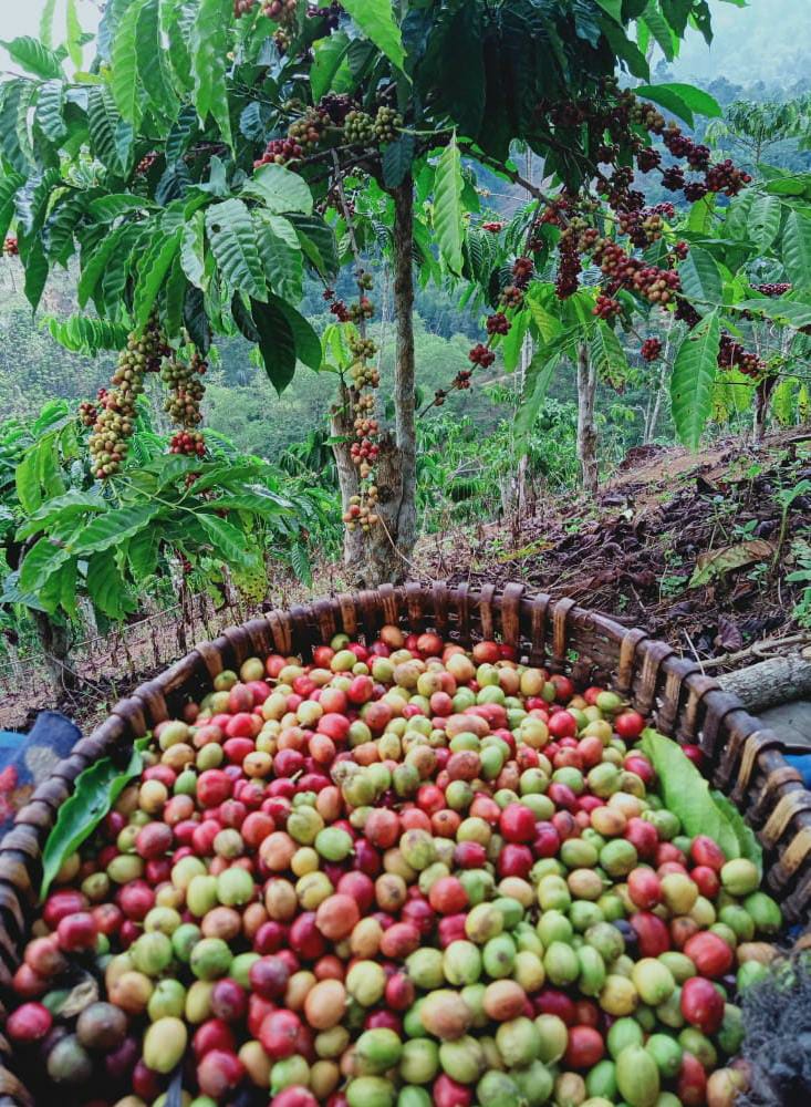 Surati Presiden RI, Petani Kopi Minta Hilangkan SSG Filipina